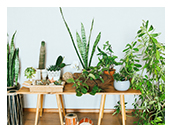 Low-Light Plants for Cheering Up Your Home