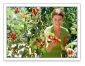 You Say Tomato...Making the Most of the Summer HarvestBy Kirk Leins