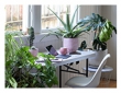 5 Plants for Your Home Office