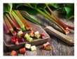 Aperol Spritz Cake With Prosecco-Poached Rhubarb