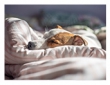 Creating a Pet-Friendly Home: Design Ideas for Animal Lovers