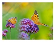 Creating a Butterfly Garden: Attracting Pollinators and Enhancing Your Outdoor Space