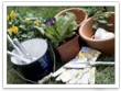 Plant a Spring Garden - Improve Your Home and Your Life